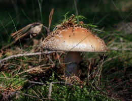 Muchomor, fot. Zbigniew Prochowski