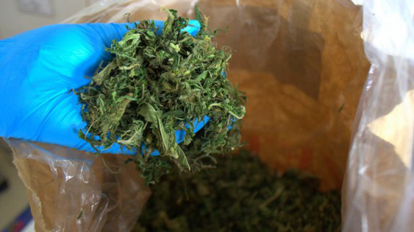 Do 3 lat więzienia grozi mieszkańcowi Kamienia Krajeńskiego. Policjanci znaleźli u niego uprawę marihuany