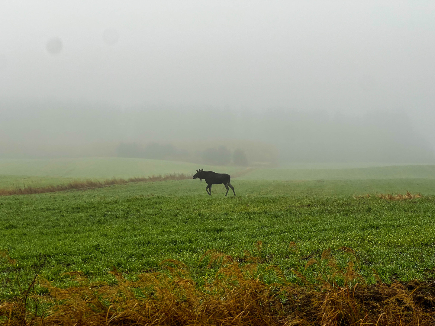 Przechadzał się po polu, a przez jezdnię przeszedł przy przejściu dla pieszych. Łoś wędrował w  Chojniczkach (FOTO, WIDEO)