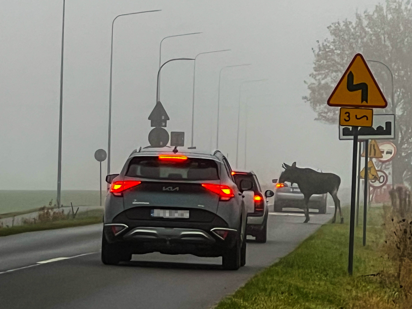 Przechadzał się po polu, a przez jezdnię przeszedł przy przejściu dla pieszych. Łoś wędrował w  Chojniczkach (FOTO, WIDEO)