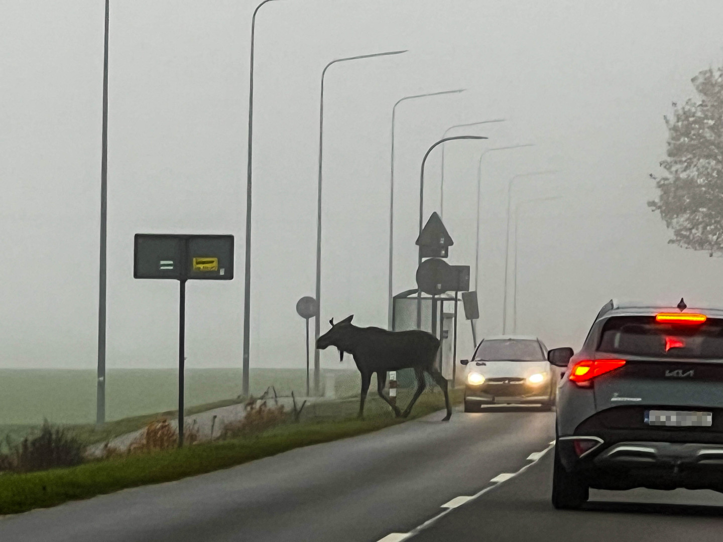 Przechadzał się po polu, a przez jezdnię przeszedł przy przejściu dla pieszych. Łoś wędrował w  Chojniczkach (FOTO, WIDEO)