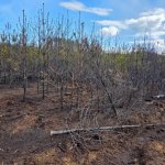 fot. Nadleśnictwo Lipusz